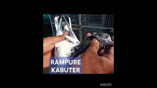 RAMPUE KABUTER rampure pigeon kabutar [upl. by Schiff549]