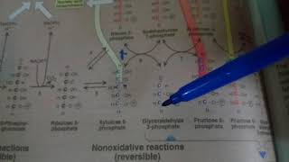 PENTOSE PHOSPHATE PATHWAY part 2non oxidative reactions [upl. by Eanahs]