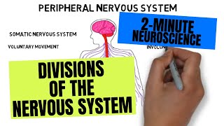 2Minute Neuroscience Divisions of the Nervous System [upl. by Eanram]