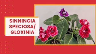 How to grow Florists Gloxinia  Sinningia Speciosa I The Practical Gardener [upl. by Aerol]