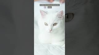 7 MindBlowing Facts About White Cats You Need to Know whitecats [upl. by Anawahs]