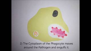 GCSEALEVELUNIVERSITY BIOLOGY Phagocytosis in 5 easy steps [upl. by Rokach]