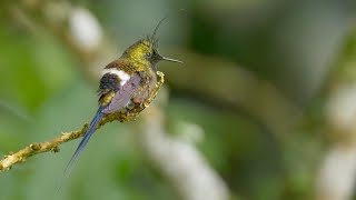 Birding in Ecuador The Andes to the Amazon in 2016 Part Three  The East Slope [upl. by Acnoib910]