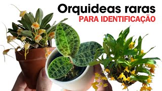 23 espécies de Orquídeas raras para identificação Orquídea Orchid [upl. by Mosera298]