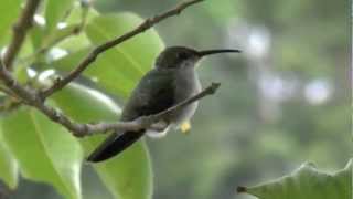 Colibrí o Zumbador Dorado Anthracothorax dominicus  Antillian Mango Hummingbird [upl. by Leann]