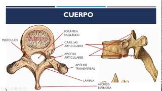 Vértebras Torácicas [upl. by Hazeefah]