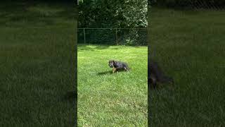 Doberman puppy plays fetch for first time puppy doberman dog [upl. by Kayla]