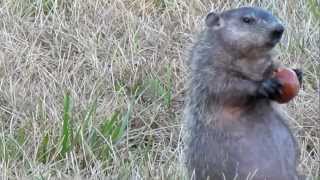 Woodchuck close up eating apples [upl. by Nnylarac829]