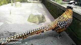 Ayam Hias Reeves Pheasant [upl. by Sassan341]