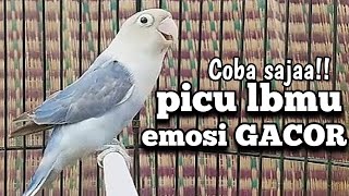 Di awali manggil picu labet lawan gacor hingga rajin ngekek  masteran lovebird ngekek [upl. by Siuqram593]