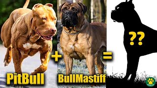 TOP 10 Pitbull Terrier Mix Breed Dogs You Dont Know About [upl. by Eelirrem]