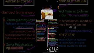 Adrenal Gland  Class 12  one shot  Chemical Coordination And Integration physicswallahneet [upl. by Oicinoid]