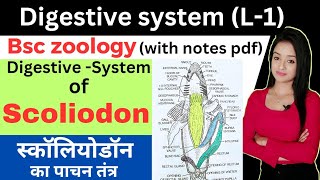 Digestive system L1Digestive system of scoliodon bsc 2nd year zoology lion batch knowledge adda [upl. by Ahsert109]