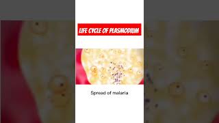 Malarial etiology Life cycle of Plasmodium  Malarial parasite Malaria [upl. by Ianaj]