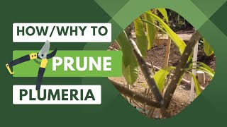 How and Why to Prune Your PlumeriaFrangipani [upl. by Ymrots]