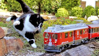 Katze vs Gartenbahn V [upl. by Dressler]