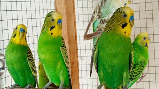 Help Lonely Budgies to Chirp Nature Parakeets Bird Sound 12 Hour [upl. by Warfore490]