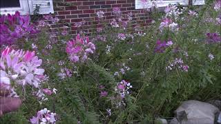 Cleome SpinosaHassleriana properties and uses [upl. by Enitsenre]