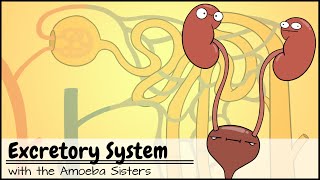 Excretory System and the Nephron [upl. by Mandler]