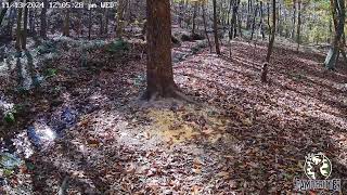 CamoCritter Critter Cam Live Stream [upl. by Aratihc]