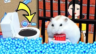 🐹 Hamster Escapes the SQUID GAME Maze  The Best Hamster Challenges [upl. by Raychel609]