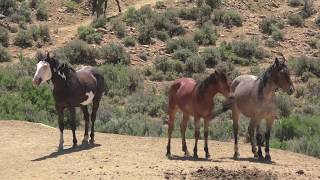 The Wild Horses of Sand Wash Basin [upl. by Brelje660]