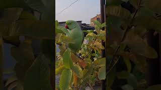 Kiwi amp Chimmu Playling 🦜 instaparrot parrot amazonparrot birds trending trendingshorts nature [upl. by Agnese]