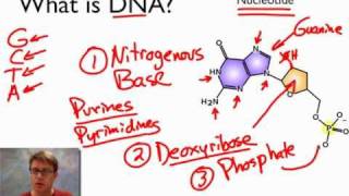 What is DNA [upl. by Yecak173]