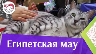 Египетская мау на ilikepet [upl. by Nnylrac215]