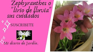 Zephyranthes Como Cuidarla mi diario de Jardín [upl. by Nirek]