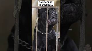 BOERBOEL VS CANE CORSO COMPARISON boerboelmastiff mastiff canecorso [upl. by Aretina]