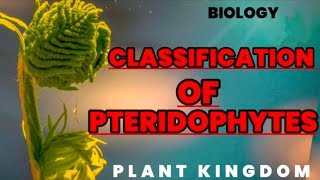 Classification of Pteridophytes  Biology [upl. by Harley563]