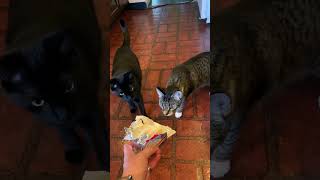 My Cats Smell Limburger Cheese For the First Time [upl. by Wahs]