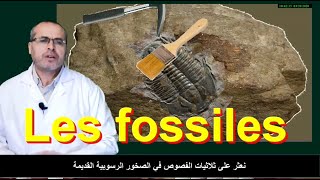 les fossiles et la fossilisation [upl. by Remy]