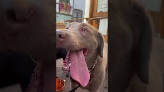 Enjoying In Leavenworth puppy subscribe viralvideo dog like pets shorts [upl. by Ahsiek]