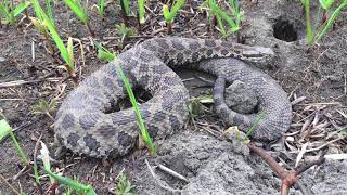 Southeast Iowa Massasauga Rattlesnake [upl. by Lough]