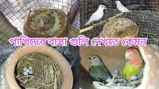 পাখিদের বাসা গুলি দেখতে কেমন bird budgies new viral ytshorts cocktail birdfood [upl. by Broeder475]