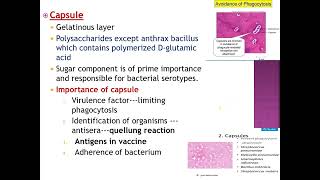 STRUCUTURE OF BACTERIA 3 GENERAL MICROBIOLOGY MBBS Pathology and Microbiology Lectures [upl. by Adnawed]