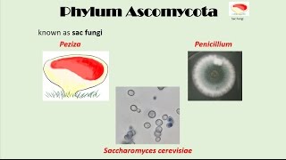 Ascomycota [upl. by Ecyal733]