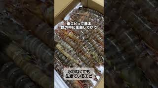 車海老がこんなふうに流通してるってご存知ですか？魚 魚屋 ふりうり 魚市場 魚釣り 旬 エビ [upl. by Anelhtac]