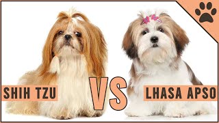 Shih Tzu vs Lhaso Apso  Which Breed Is Better [upl. by Kimon643]