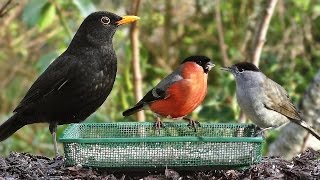 Garden Birds  Oiseaux de Jardin  Gartenvögel  Tuinvogels  Trädgårdsfåglar [upl. by Enak]