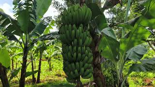 Profitable Banana farming in Kenya  Farm progress [upl. by Enomaj283]