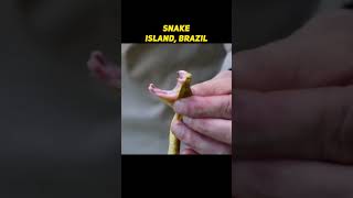 Snake Island Brazil  😲 Forbidden Place that You Are Not Allowed To Visit [upl. by Vary572]