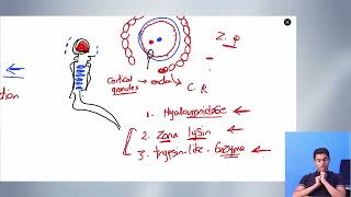 General embryology 5 Ferrtilization [upl. by Netsrak]