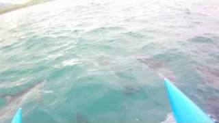 The Akwakat Kaikoura Waterbike Dolphin Encounter [upl. by Aguayo]