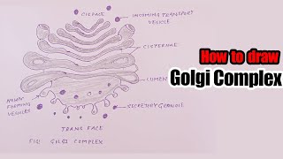 How to draw Golgi bodies  how to draw structure of golgi bodyEasy way to draw golgi body complex [upl. by Aivuy]