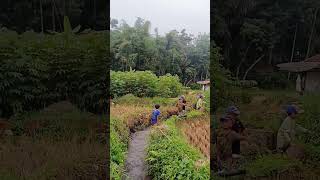 Guyang ah di solokan gaes trending viralvideo viralshorts shortvideo [upl. by Ainez420]