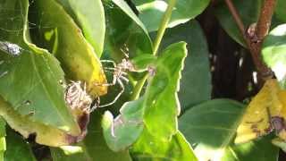 Reproduction Epeire diadème Araneus diadematus [upl. by Hutchins]