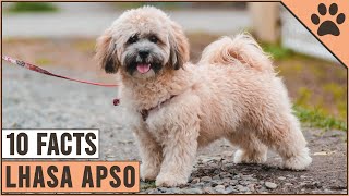 Lhasa Apso Dog Breed  Top 10 Facts [upl. by Jemy]